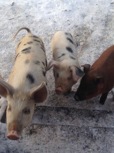 Charlotte in front Jasper aka Jazzy is the red pig in back