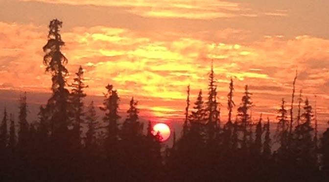 Heatwave, Fires and The Crazy Chicken Lady