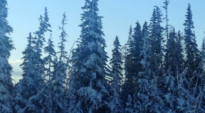 Hog Butchering ****Graphic Pics***