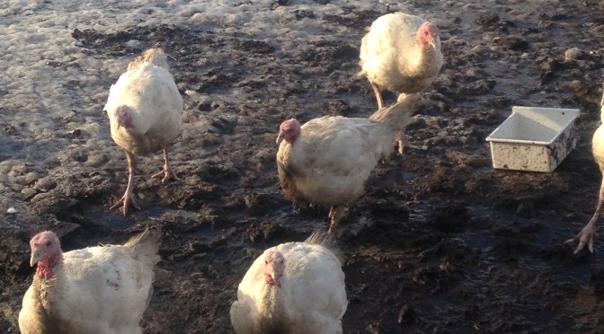 Turkey Butchering ****Warning graphic pics******