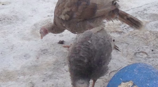 Let the holidays begin