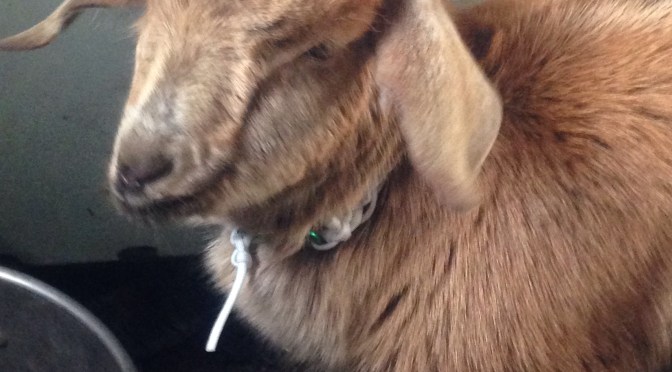 Goat love songs and cat food crunching