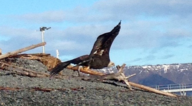 Icy adventures-I’ve had a few!