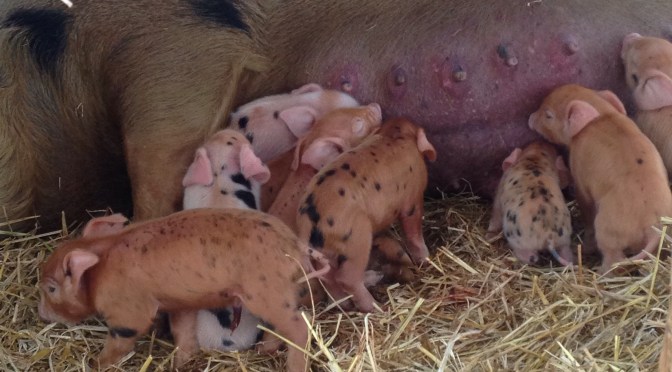 One little, two little, nine little piggies