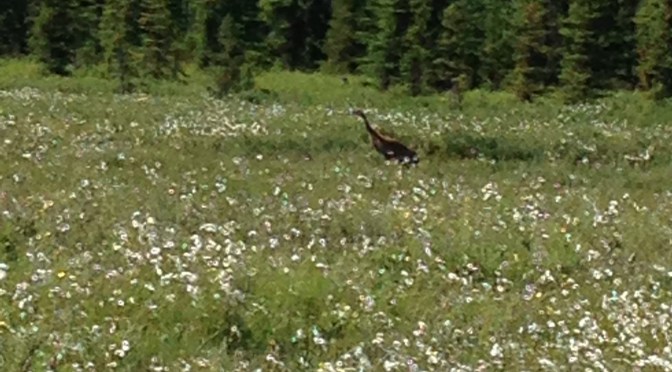 Happy days on Two Moose Farm